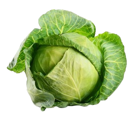 Cabbage