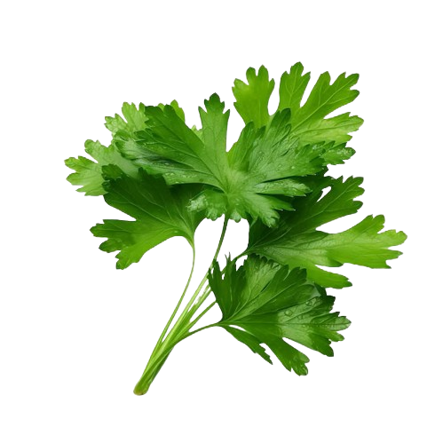 Coriander Leaves