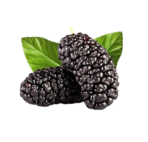 Mulberry