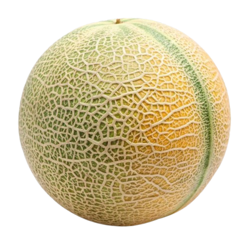 Muskmelon