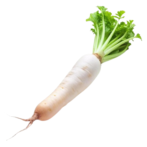 Radish