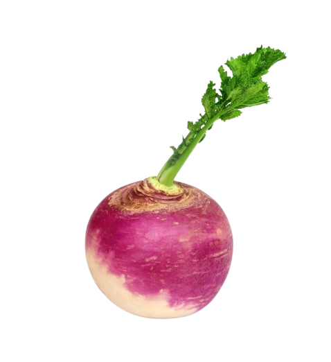 Turnip